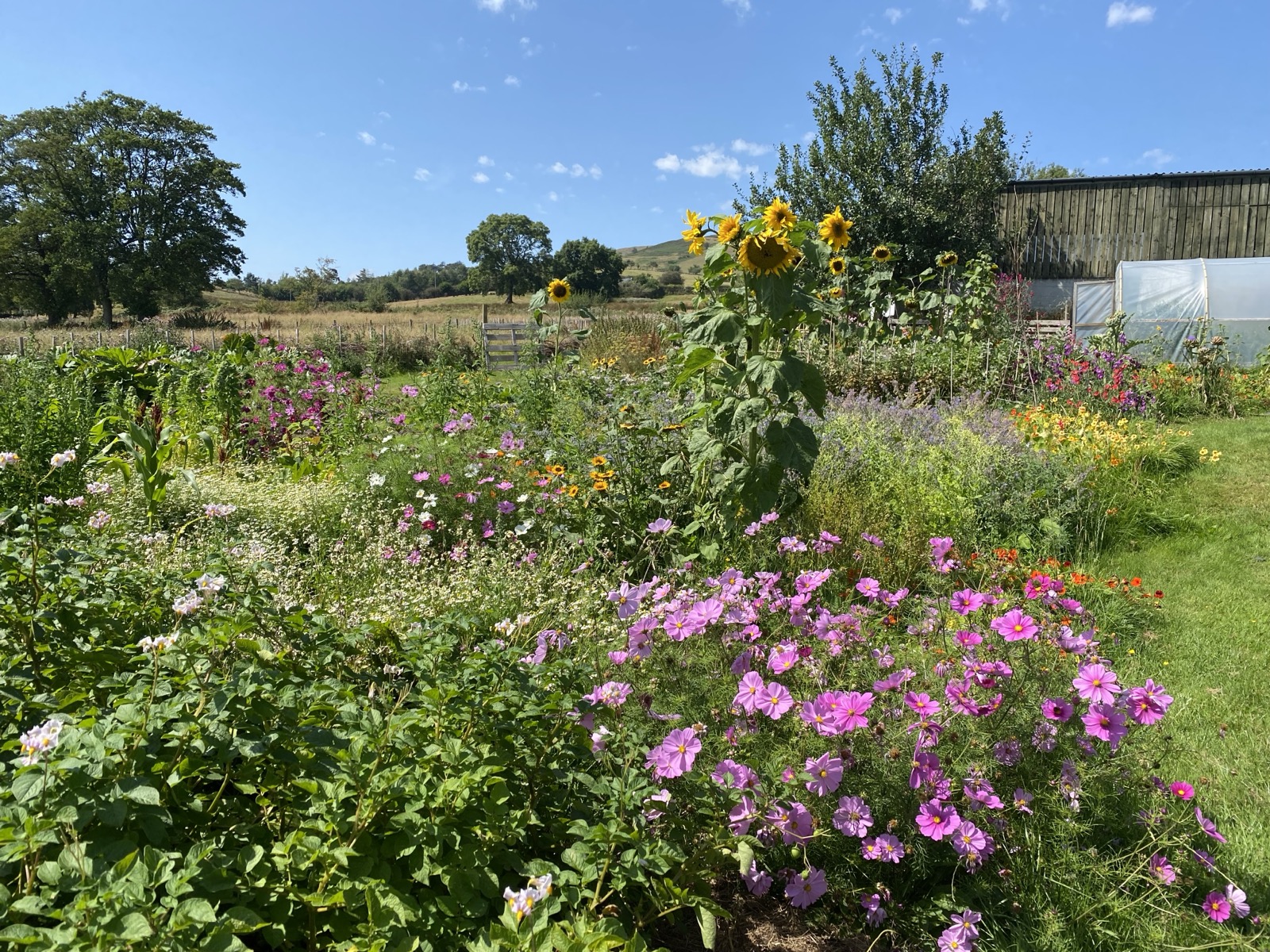 Beautiful garden